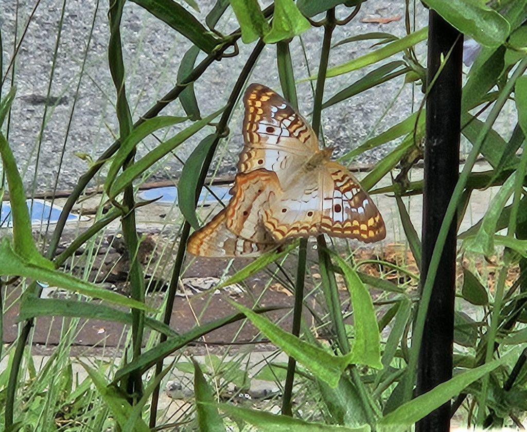 white peacock butterfly
