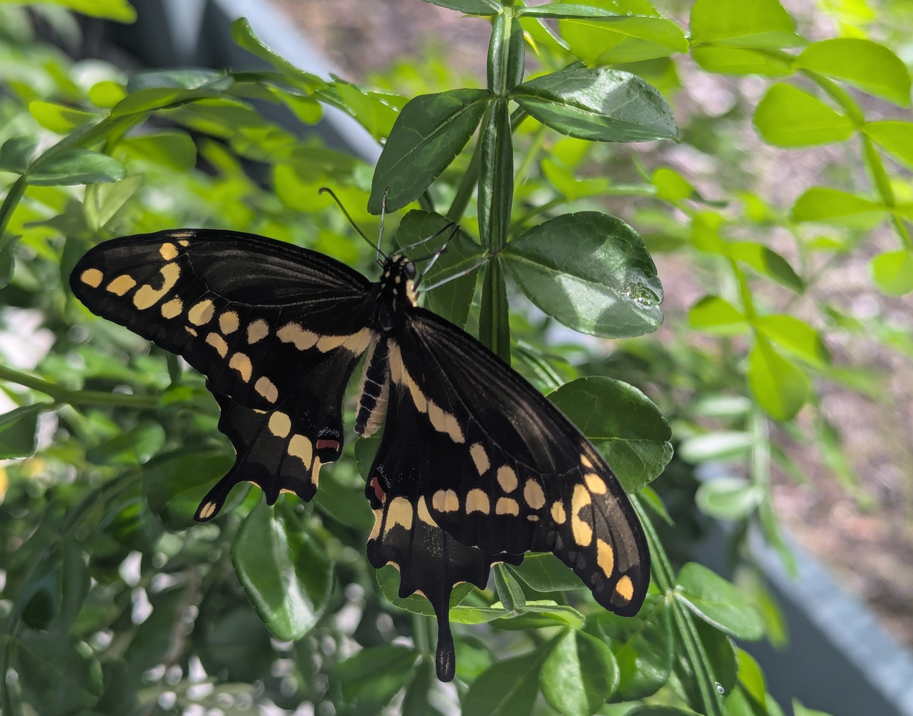 Giant Swallowtail Butterfly on host plant, wild lime